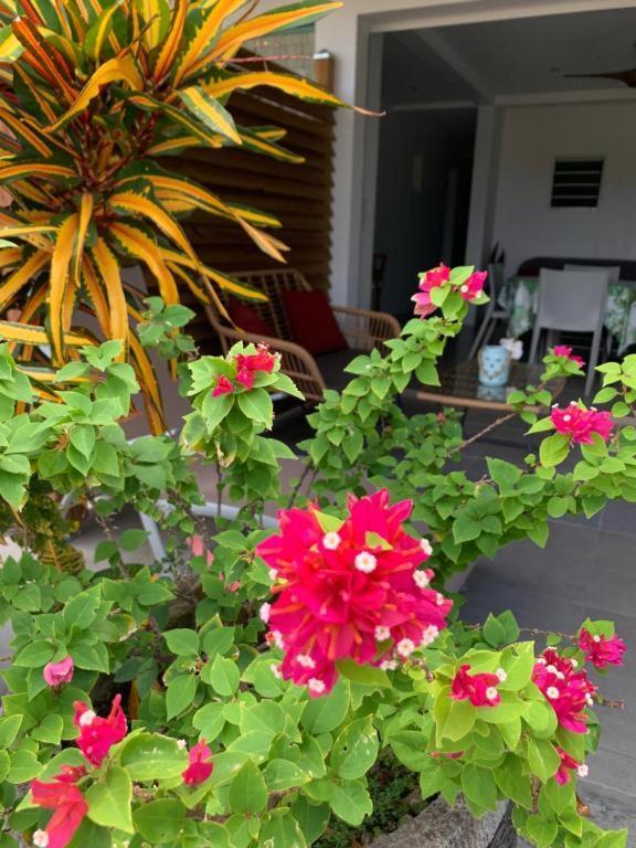 Le Tropical Appartement 1 Ou 2 Chambres Les Anses-d'Arlets Exterior foto